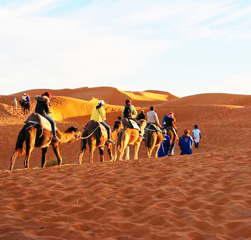 Paseos en Camellos
